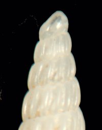 Famiglia Pyramidellidae